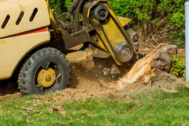 Best Tree Clearing Services  in Kansas City, MO